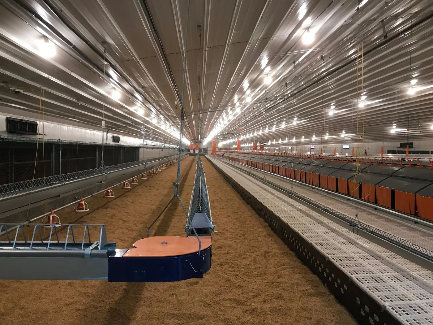Avian Management Services — Integrated poultry solutions